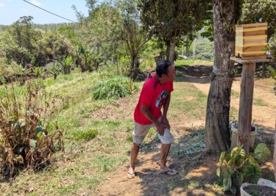 An indigenous dark-skinned Tupa-Guarani elder in bright red t-shirt and kaki shorts standing in a hilly field overlooking a forest looking at a wooden box filled with stingless bees on a wooden stand